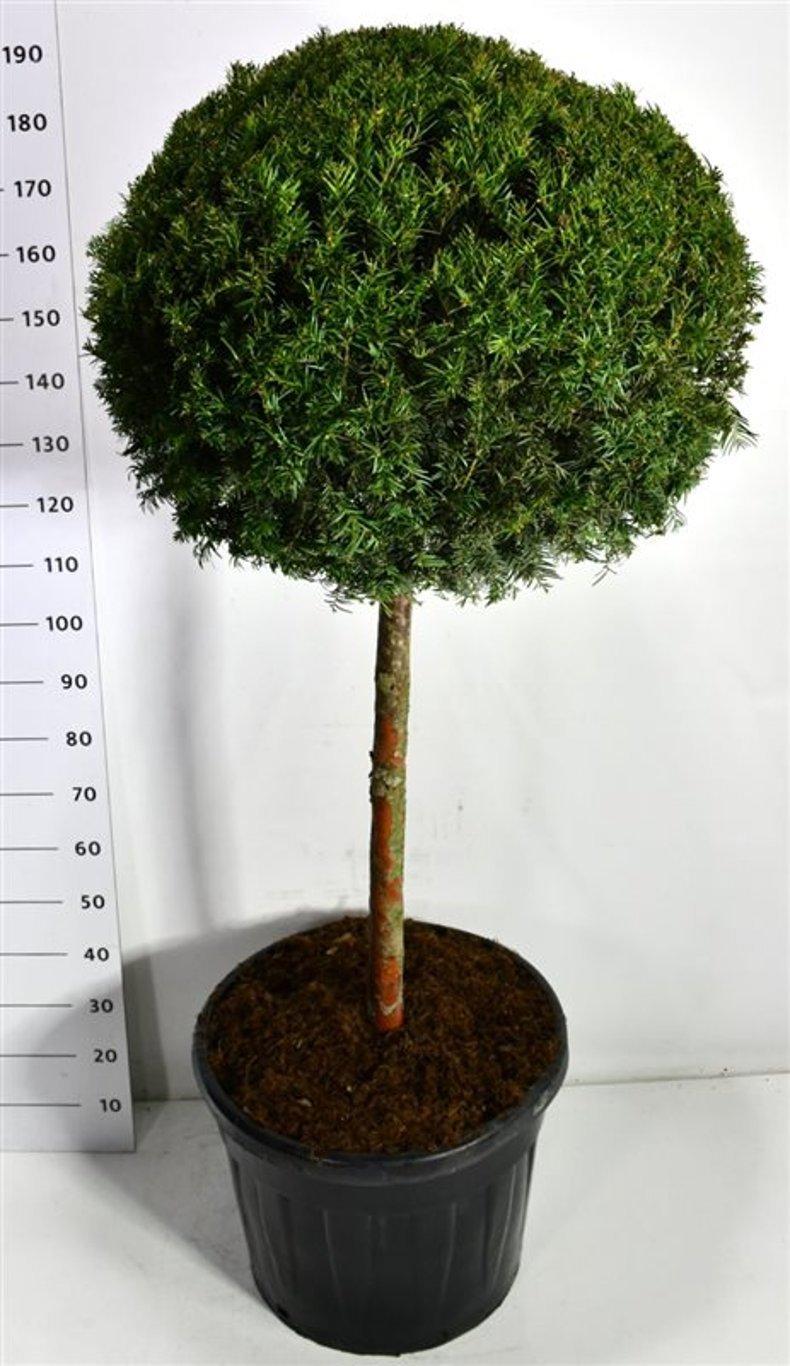 Горшечные цветы и растения оптом Taxus Baccata On Stem от 1шт из Голландии с доставкой по России