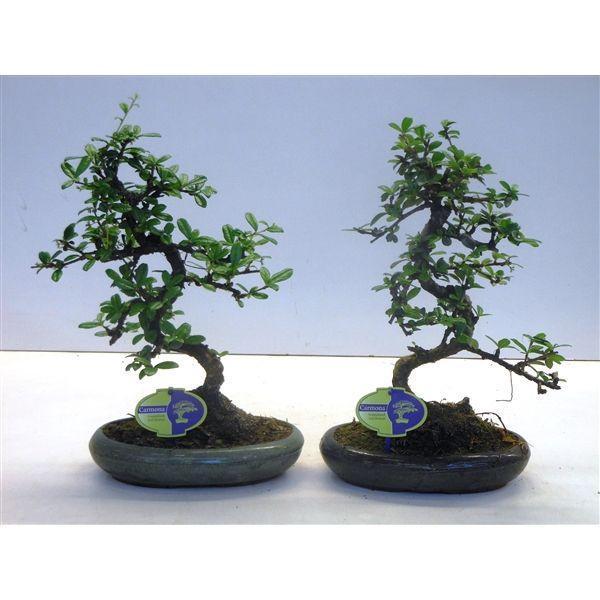 Горшечные цветы и растения оптом Bonsai Carmona Macrophylla, Without Drip от 4шт из Голландии с доставкой по России