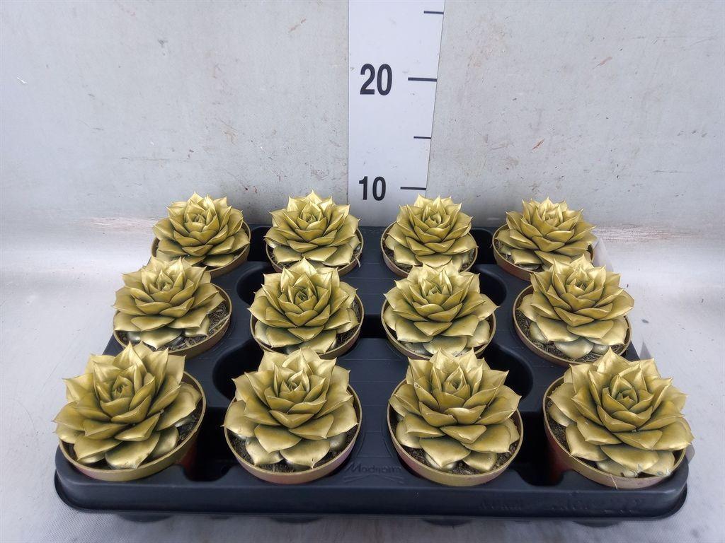 Горшечные цветы и растения оптом Echeveria Purpusorum от 12шт (для телеги) из Голландии с доставкой по России