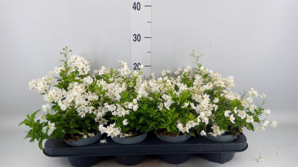 Горшечные цветы и растения оптом Solanum Jasminoides от 8шт из Голландии с доставкой по России