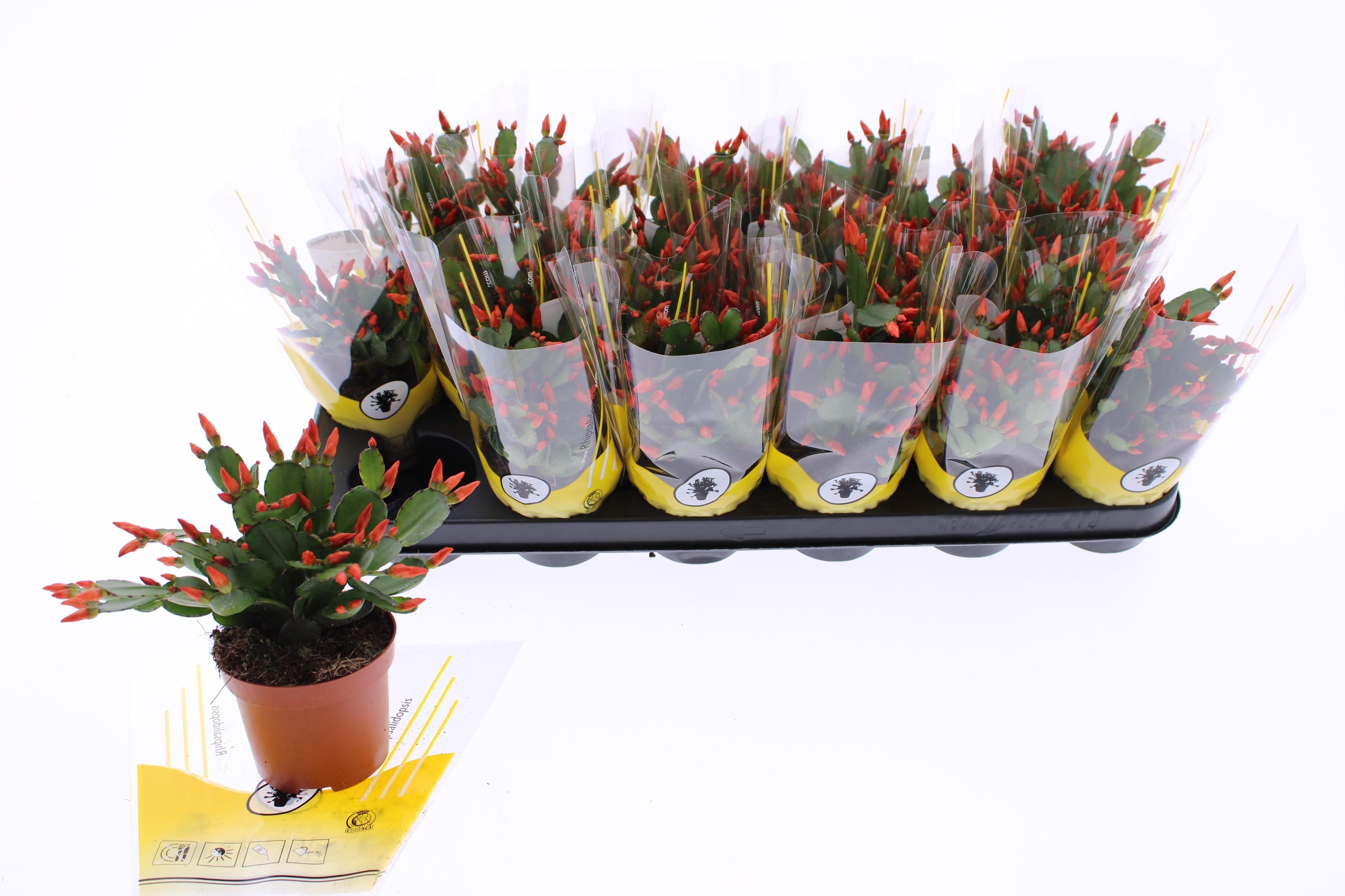 Горшечные цветы и растения оптом Rhips Ov от 18шт (для телеги) из Голландии с доставкой по России