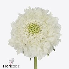 Срезанные цветы оптом Scabiosa focal scoop white improved от 60шт из Голландии с доставкой по России