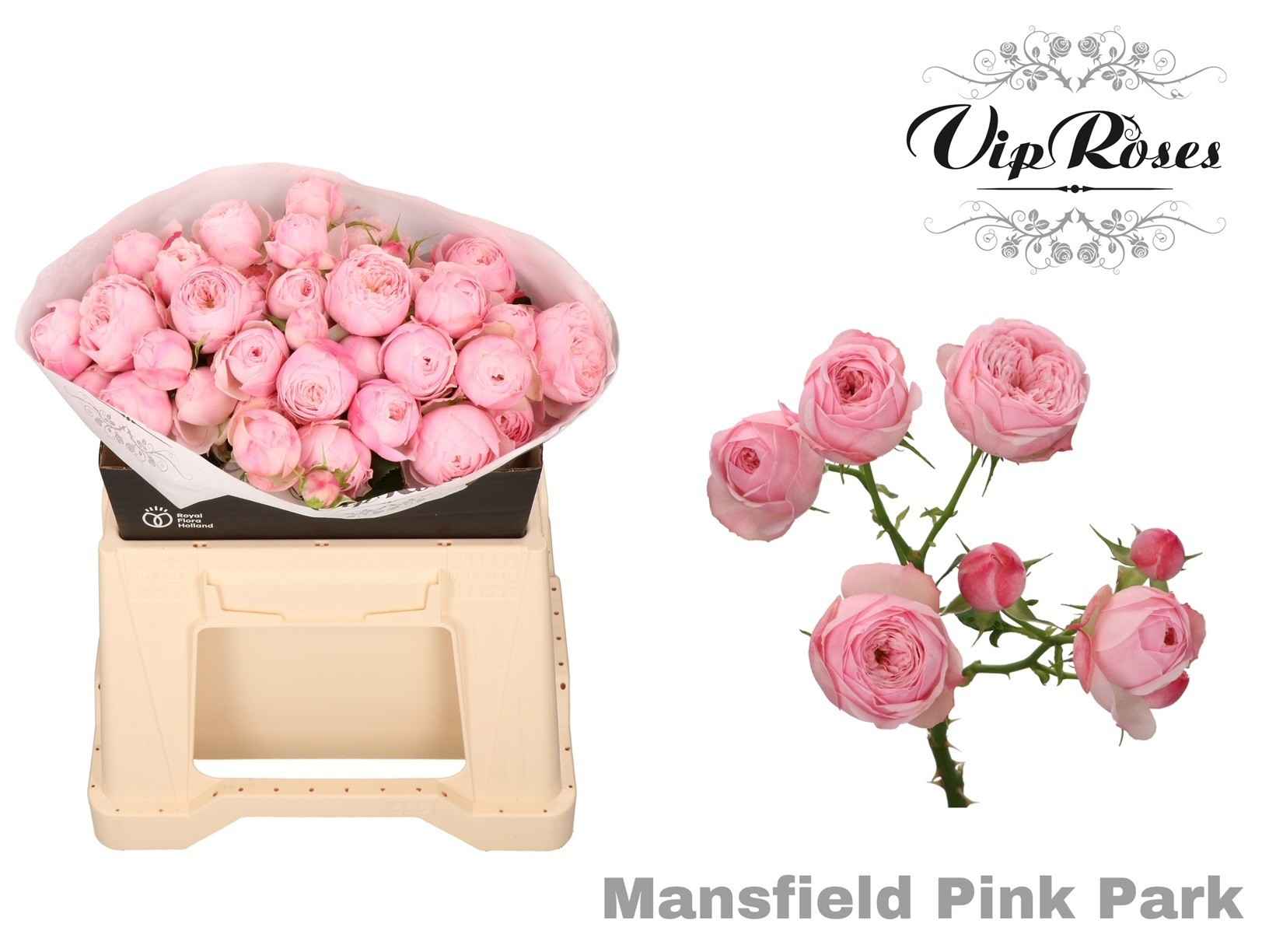 Срезанные цветы оптом Rosa sp mansfield pink park от 20шт из Голландии с доставкой по России