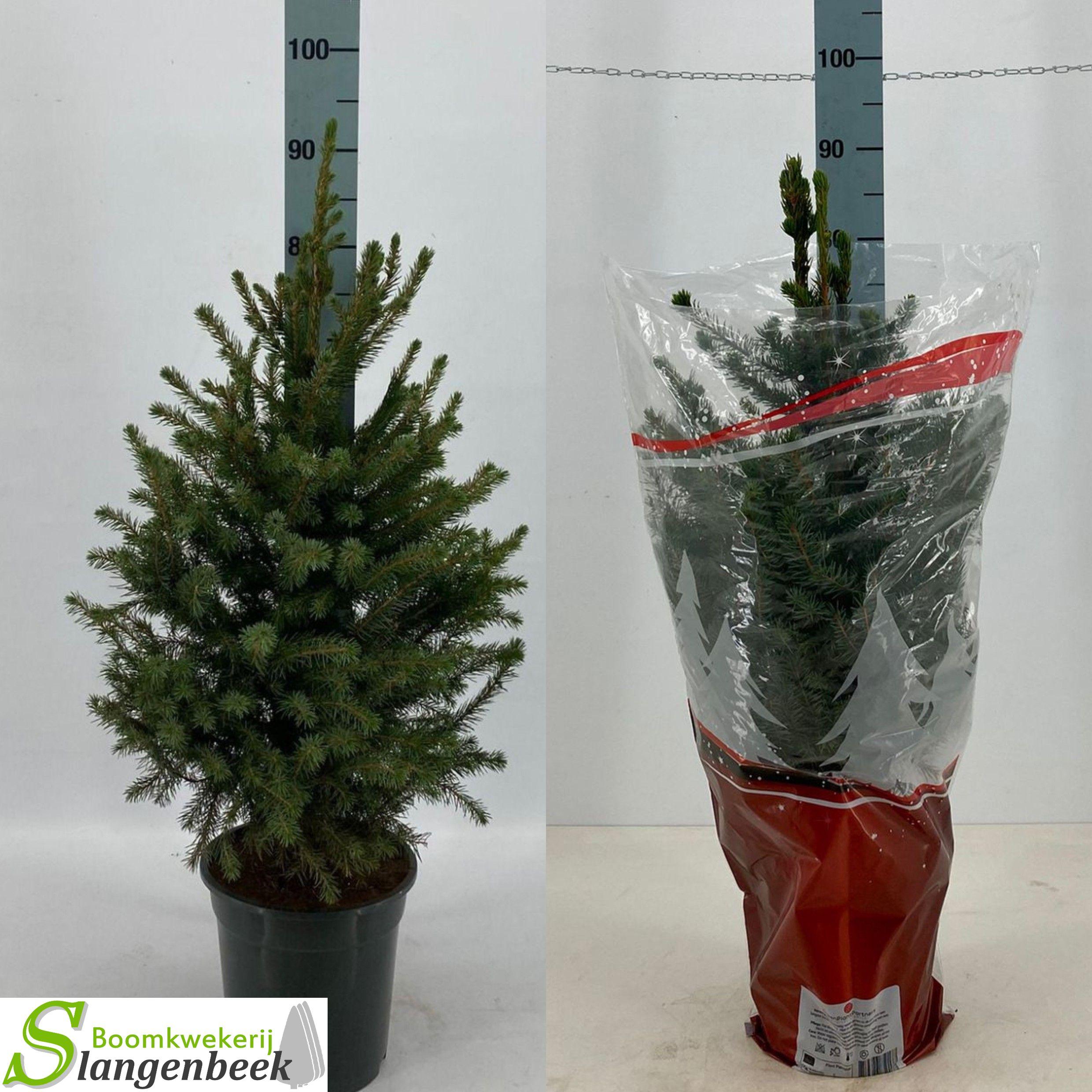 Горшечные цветы и растения оптом Picea Omorika от 1шт из Голландии с доставкой по России