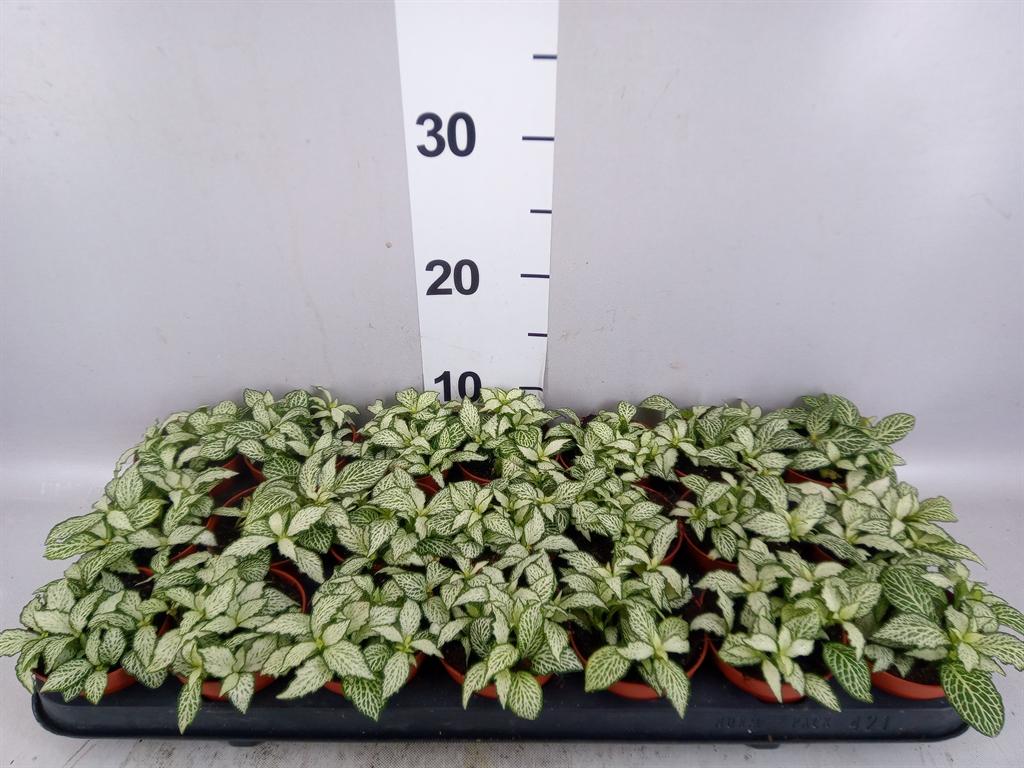 Горшечные цветы и растения оптом Fittonia mosaic White Forest Fla от 21шт (для телеги) из Голландии с доставкой по России