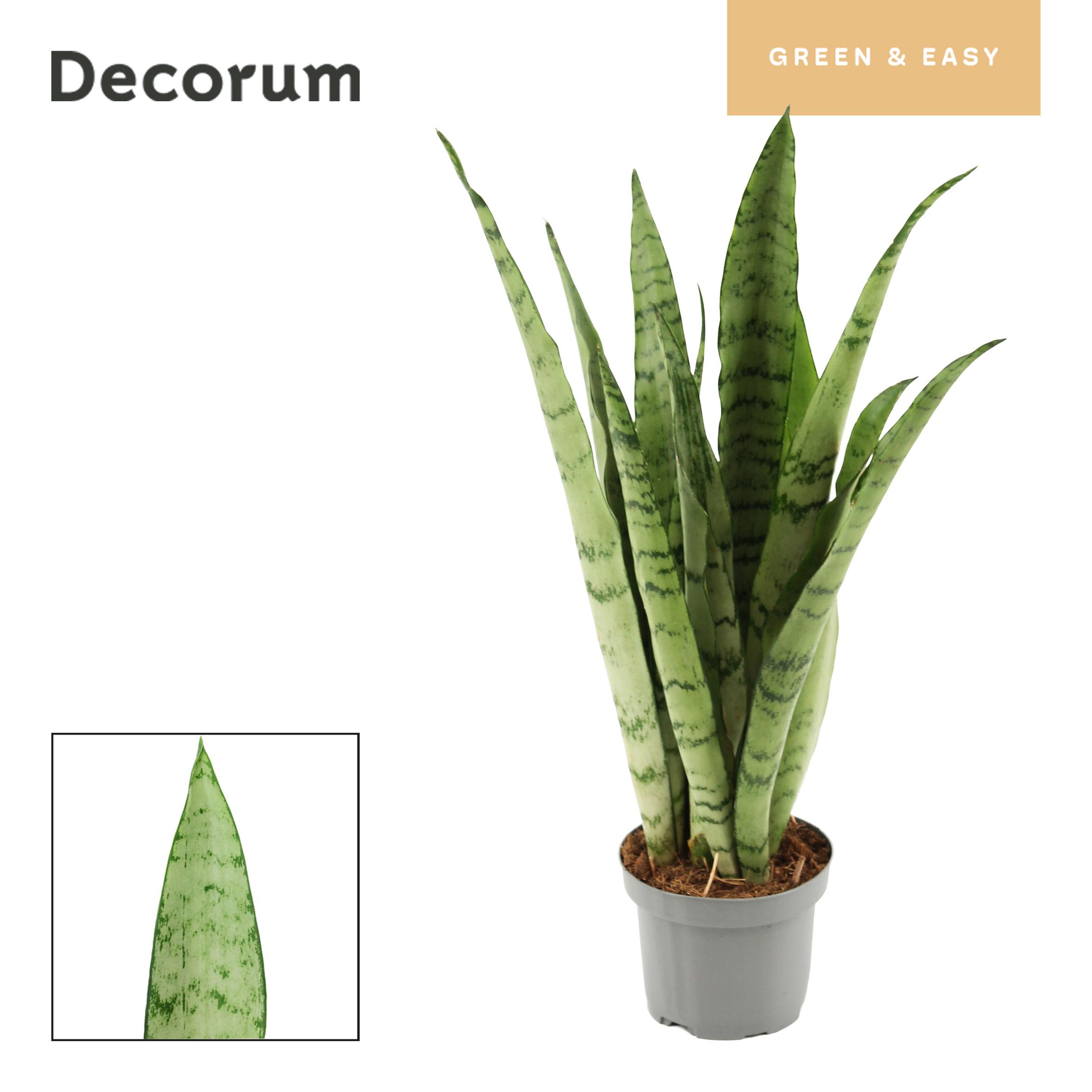 Горшечные цветы и растения оптом Sansevieria Peppermint (decorum) от 18шт (для телеги) из Голландии с доставкой по России