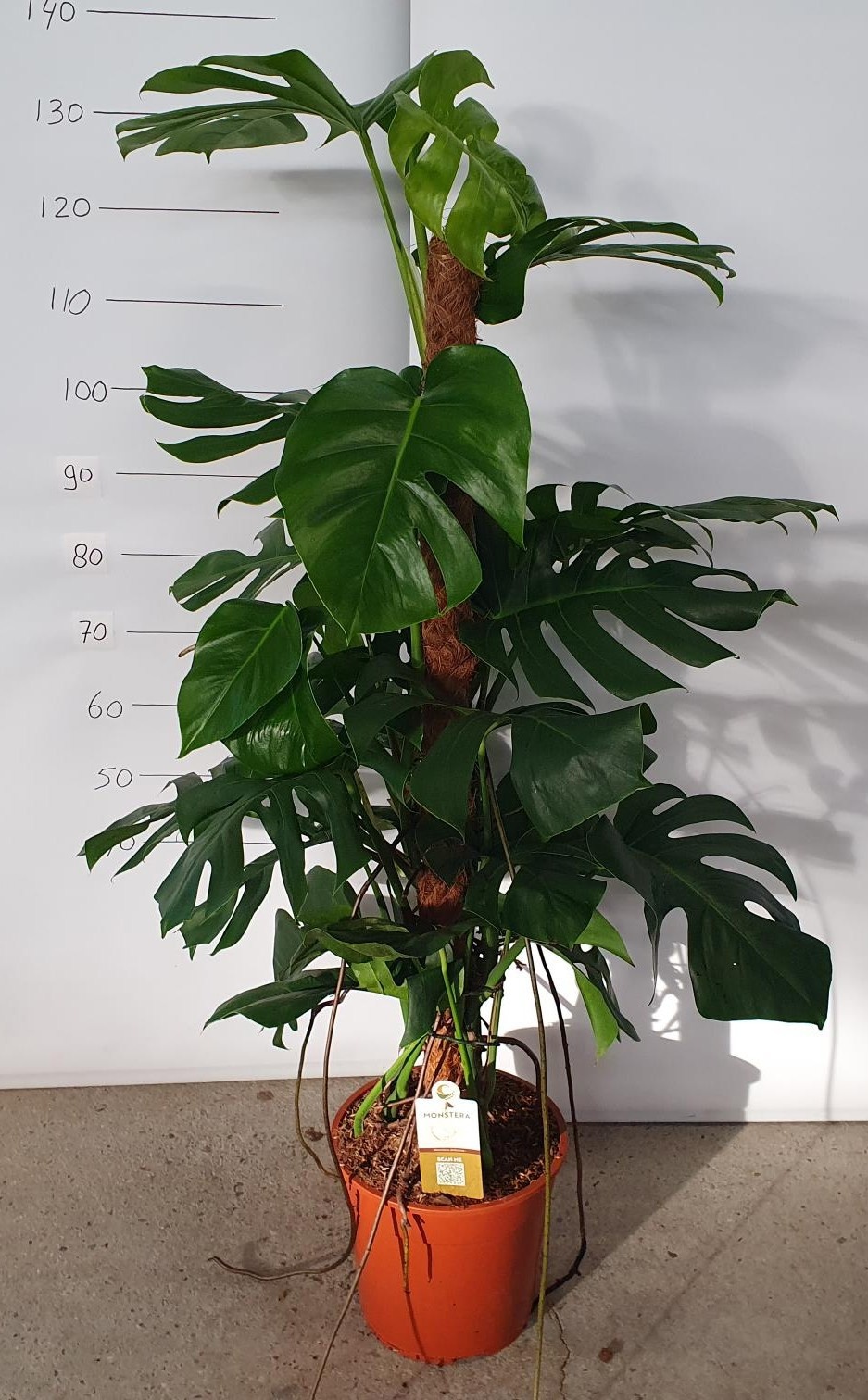 Горшечные цветы и растения оптом Monstera Pertusum от 1шт из Голландии с доставкой по России