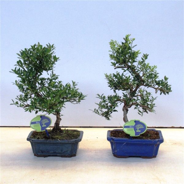 Горшечные цветы и растения оптом Bonsai Ilex Crenata, 19 Cm Small Leaf, Without Dri от 5шт из Голландии с доставкой по России