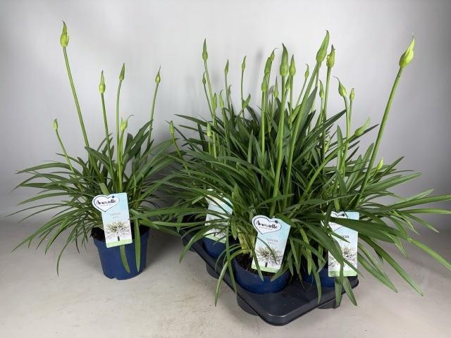 Горшечные цветы и растения оптом Agapa Amourette S Wh от 6шт из Голландии с доставкой по России