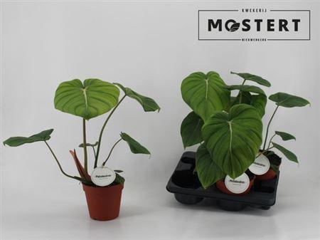 Горшечные цветы и растения оптом Phil Pastazanum от 6шт из Голландии с доставкой по России