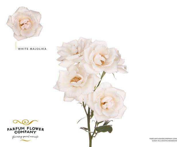 Срезанные цветы оптом Rosa sp garden white majolica от 36шт из Голландии с доставкой по России