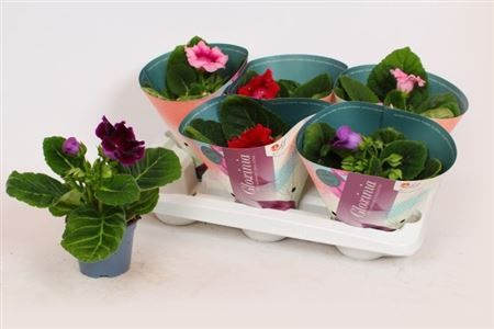 Горшечные цветы и растения оптом Sinn Gem от 6шт (для телеги) из Голландии с доставкой по России