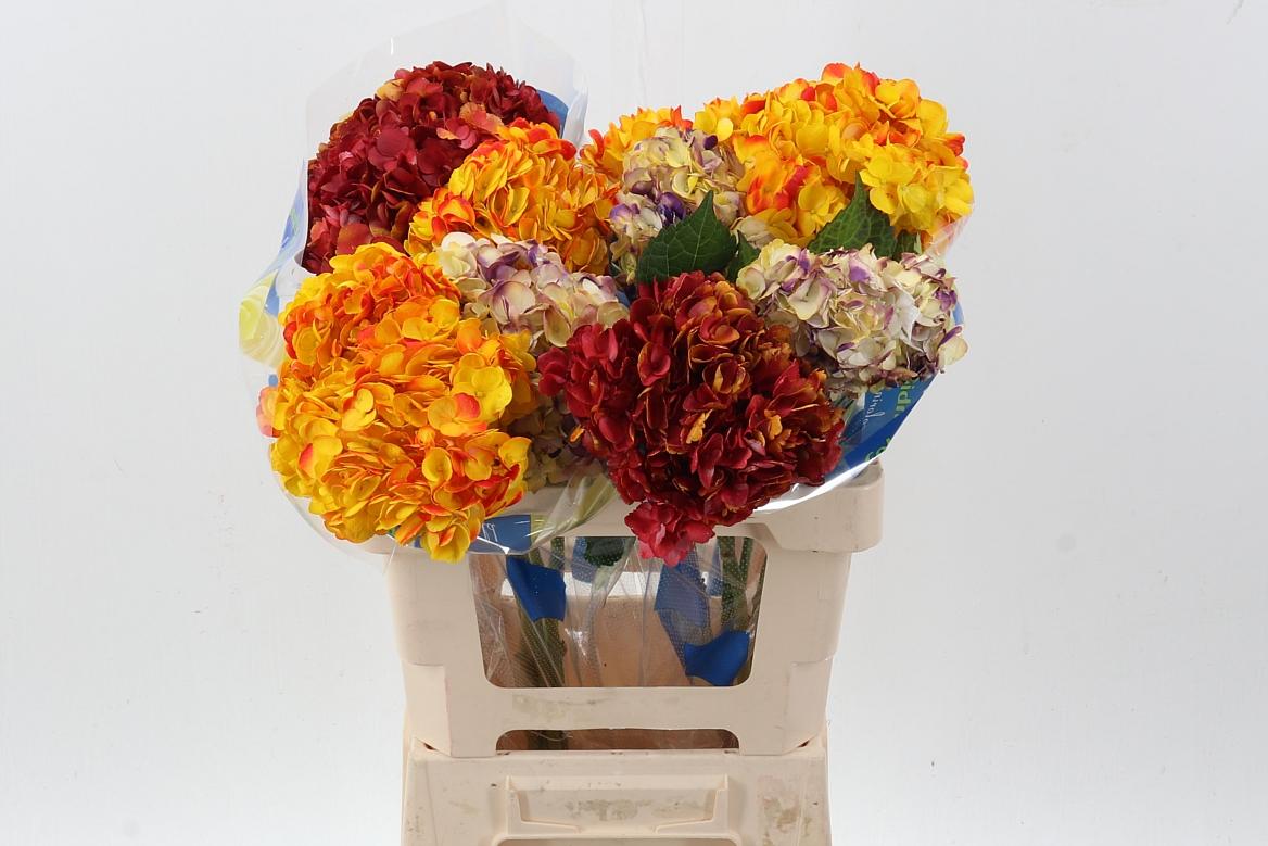 Срезанные цветы оптом Hydrangea mix autumn от 10шт из Голландии с доставкой по России