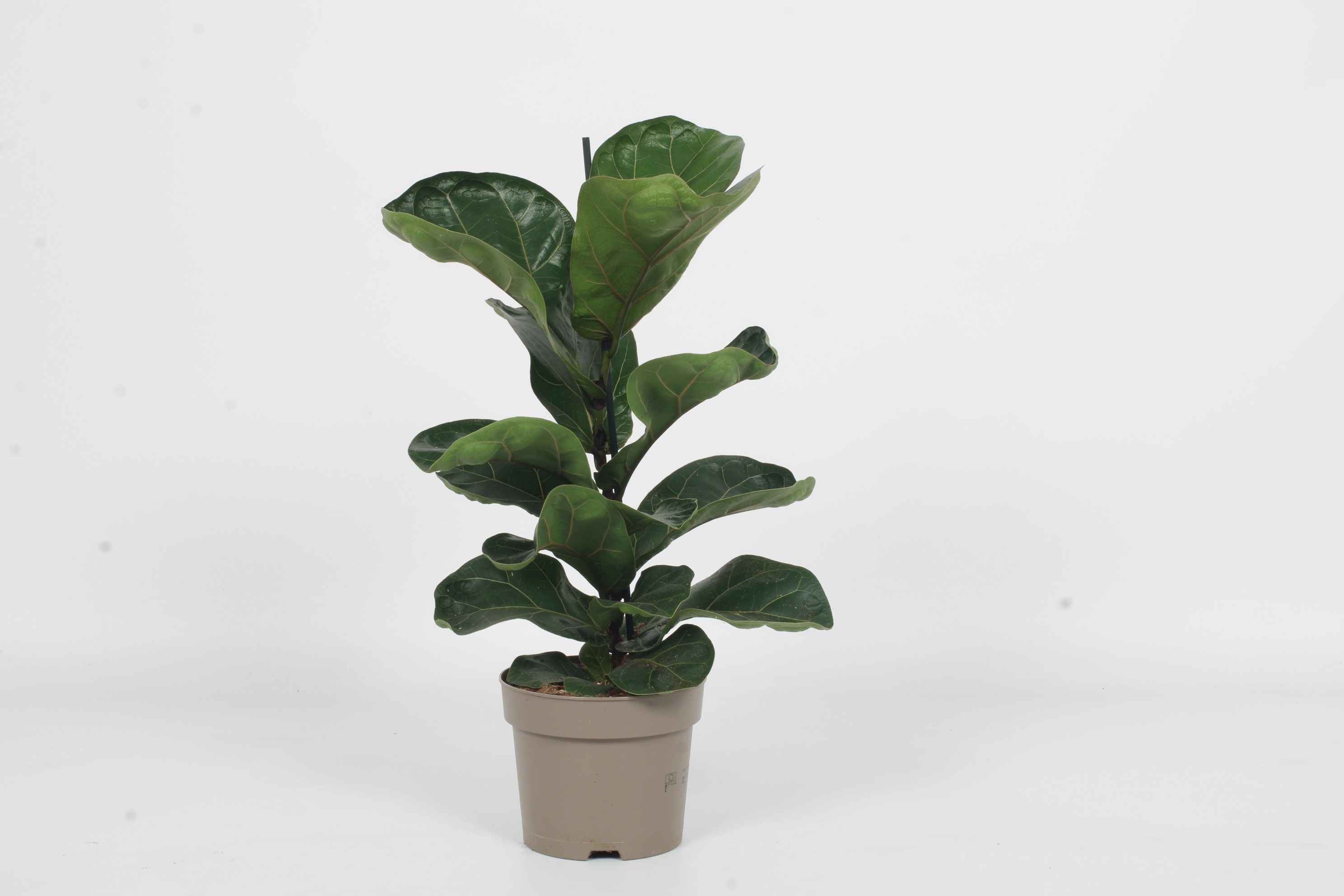 Горшечные цветы и растения оптом Ficus Lyrata Bambino от 10шт из Голландии с доставкой по России