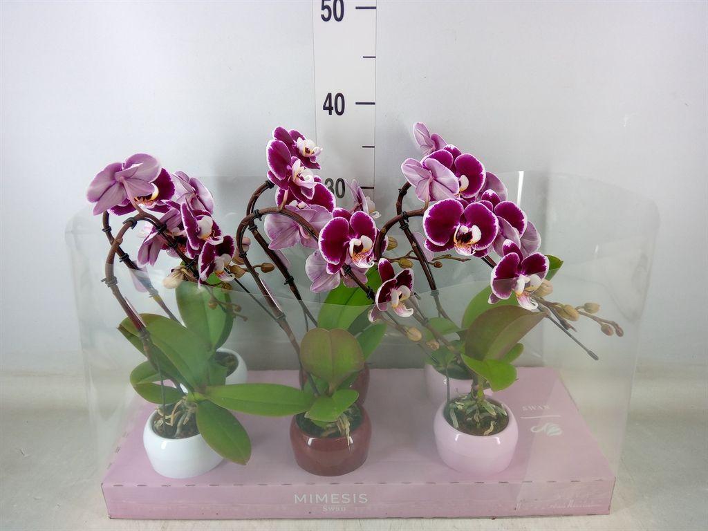 Горшечные цветы и растения оптом Phalaenopsis   ...red от 6шт (для телеги) из Голландии с доставкой по России