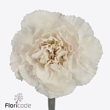 Срезанные цветы оптом Dianthus st mudah rosa от 80шт из Голландии с доставкой по России