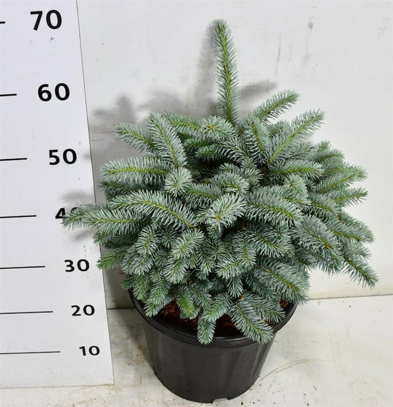 Горшечные цветы и растения оптом Picea Pung Glauca Globosa от 1шт из Голландии с доставкой по России