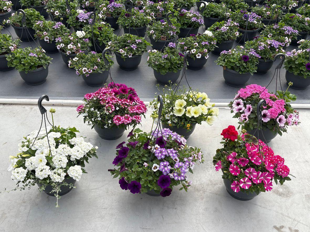 Горшечные цветы и растения оптом Perkplanten   ...mix /pot [bedding] от 1шт из Голландии с доставкой по России