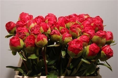 Срезанные цветы оптом Paeonia command performance от 40шт из Голландии с доставкой по России