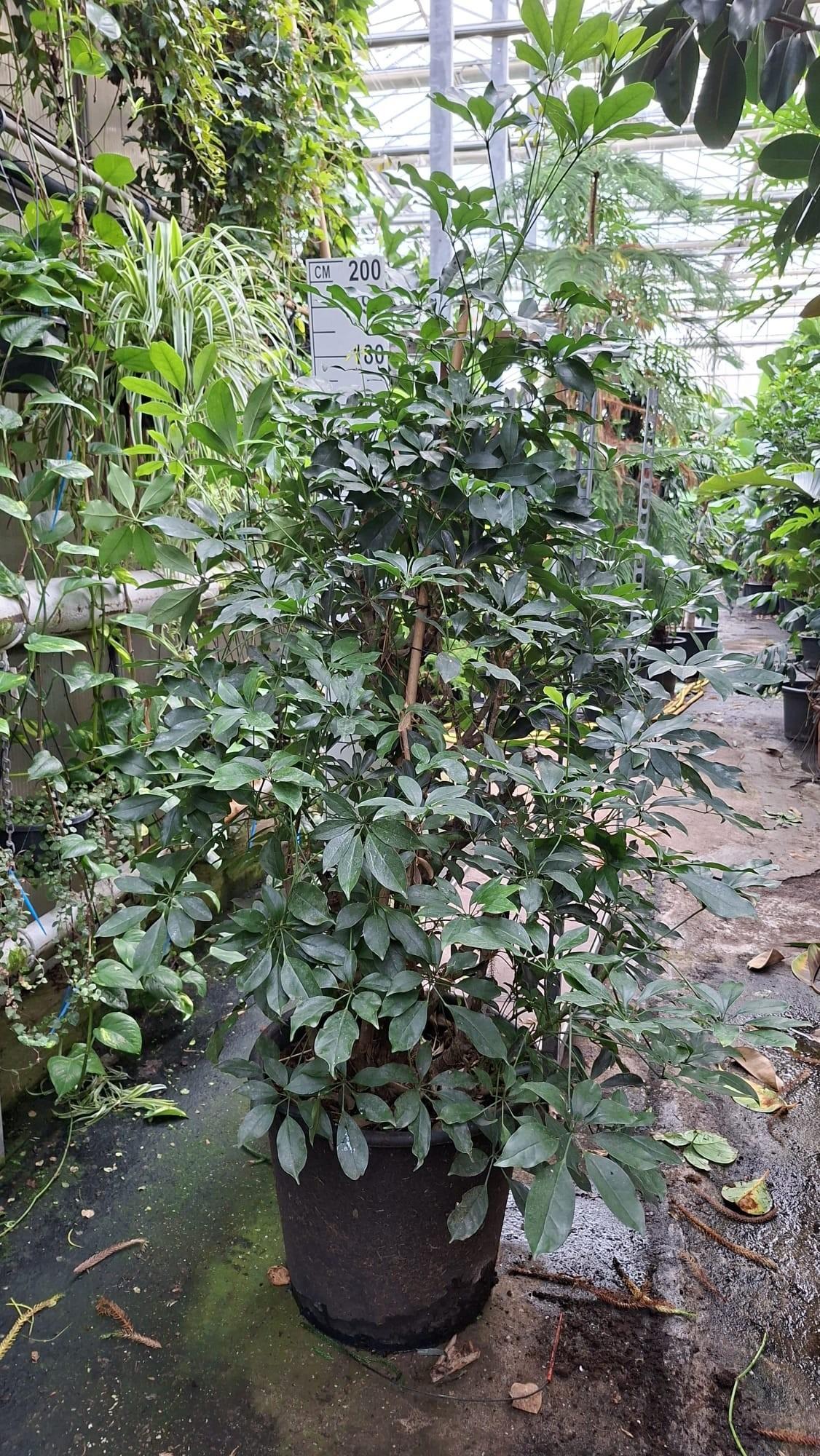 Горшечные цветы и растения оптом Schefflera Compacta Bush Xl от 1шт из Голландии с доставкой по России