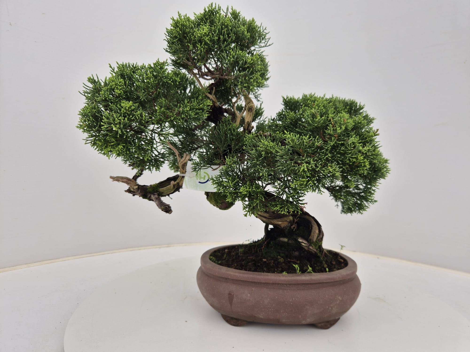 Горшечные цветы и растения оптом Juniperus Chinensis, 21cm от 1шт из Голландии с доставкой по России