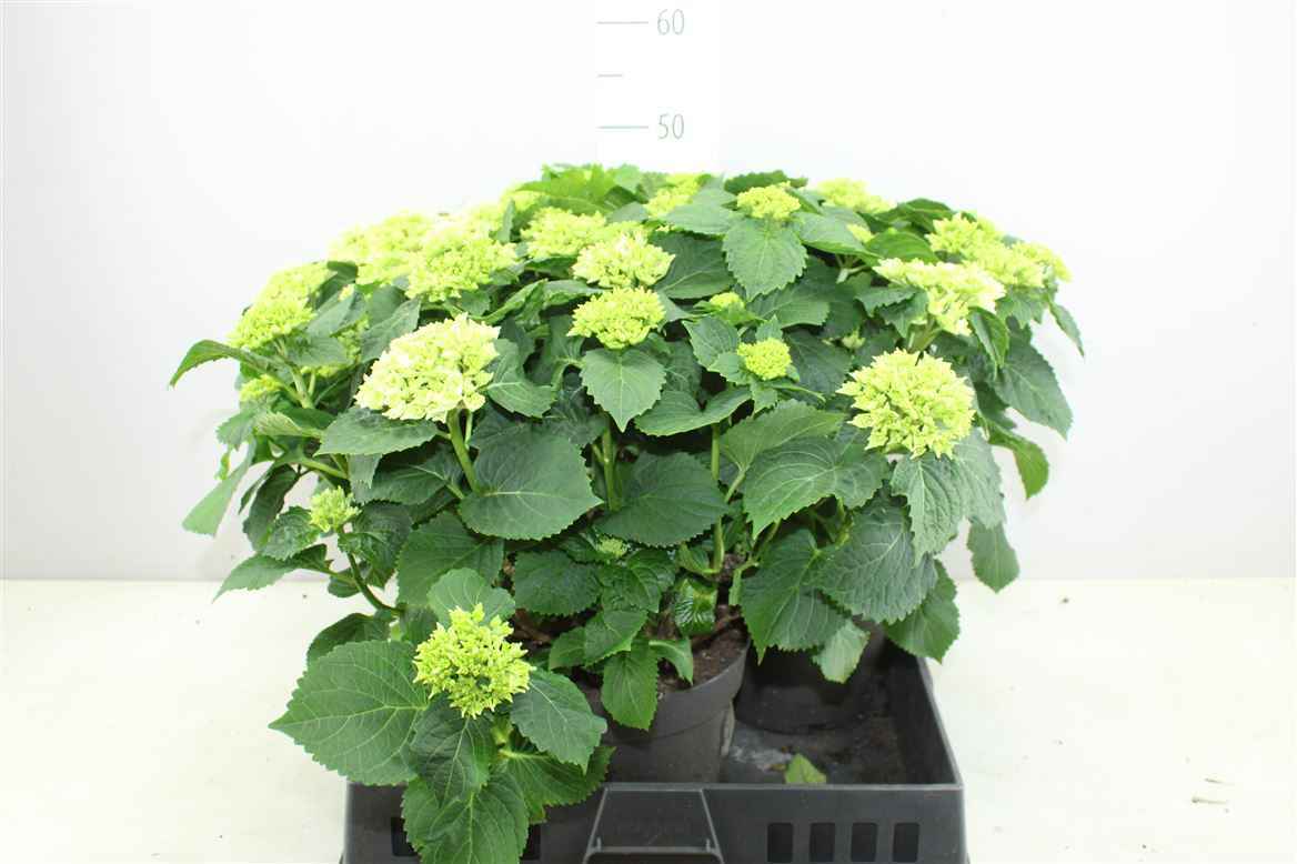 Горшечные цветы и растения оптом Hydrangea Macr Chrystal Palace 10-12 от 3шт из Голландии с доставкой по России