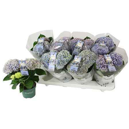 Горшечные цветы и растения оптом Hydrangea Magical Revolution Blauw 2-3 от 8шт из Голландии с доставкой по России