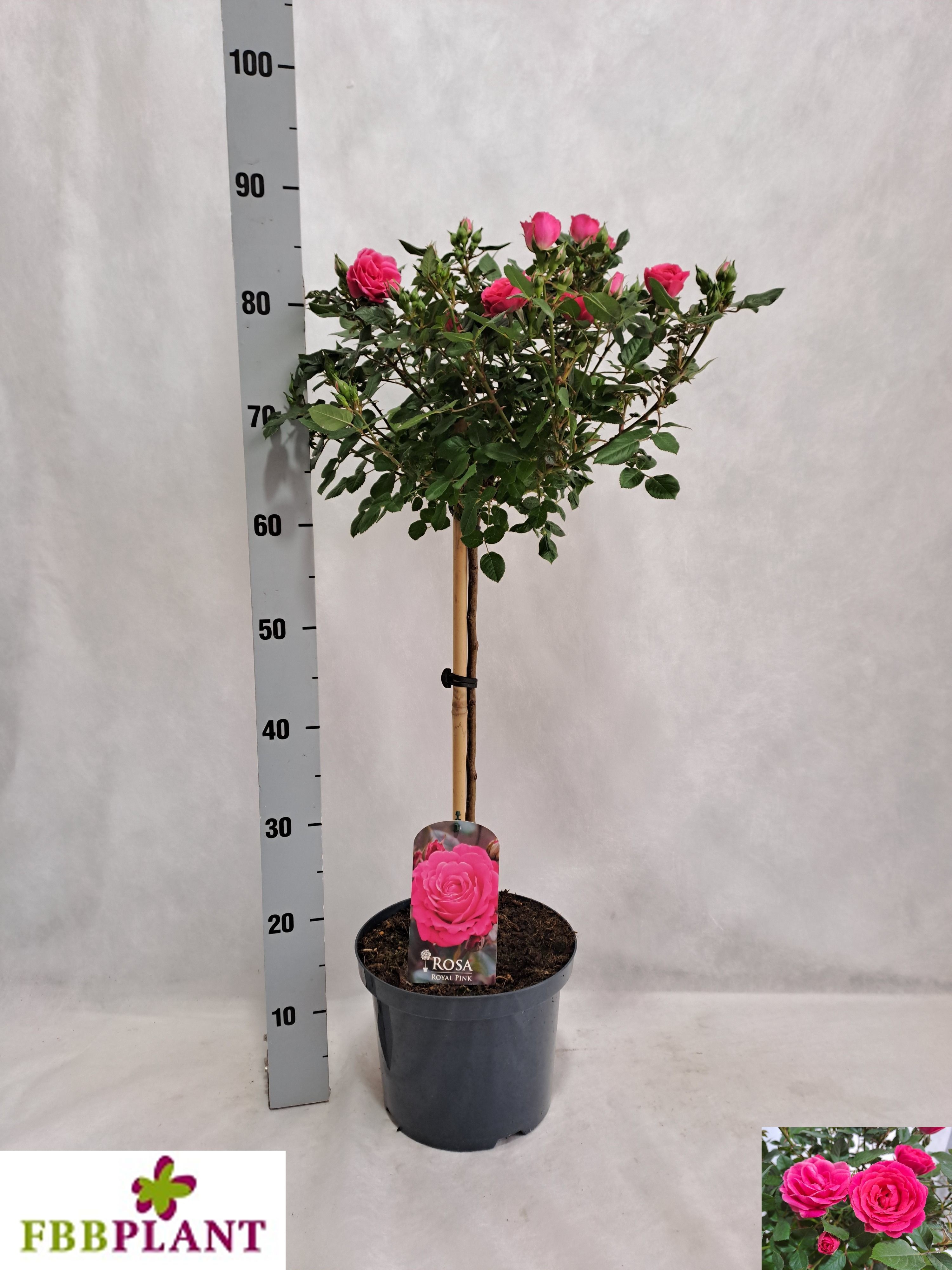 Горшечные цветы и растения оптом Rosa St Ov от 1шт из Голландии с доставкой по России