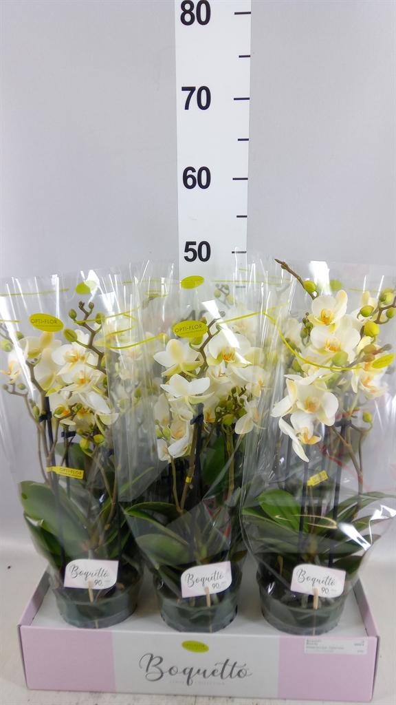Горшечные цветы и растения оптом Phalaenopsis Multi. ...white от 6шт из Голландии с доставкой по России