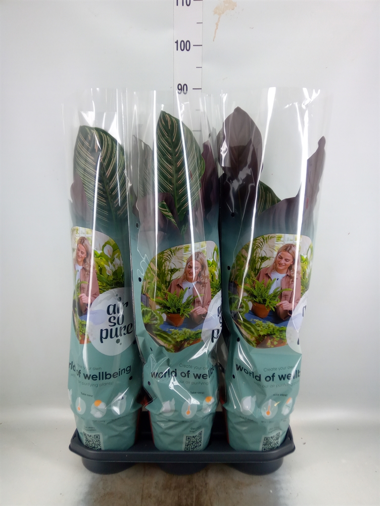 Горшечные цветы и растения оптом Calathea Sanderiana от 3шт из Голландии с доставкой по России