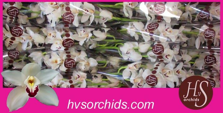 Срезанные цветы оптом Cymbidium white danny green от 12шт из Голландии с доставкой по России