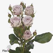 Срезанные цветы оптом Rosa sp nadia duran от 20шт из Голландии с доставкой по России