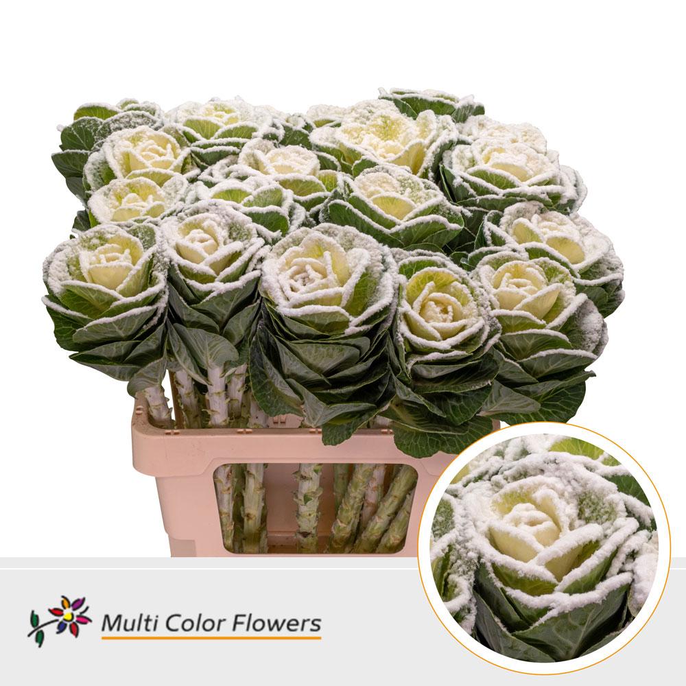 Срезанные цветы оптом Brassica +snowy white от 20шт из Голландии с доставкой по России