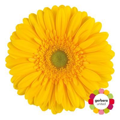 Срезанные цветы оптом Gerbera diamond submarine от 30шт из Голландии с доставкой по России