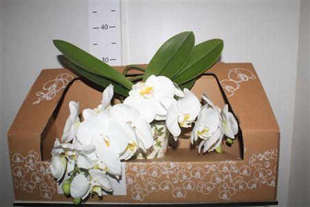Горшечные цветы и растения оптом Phal Ov Wit 2 Branches 18 Bloemen+ от 1шт из Голландии с доставкой по России