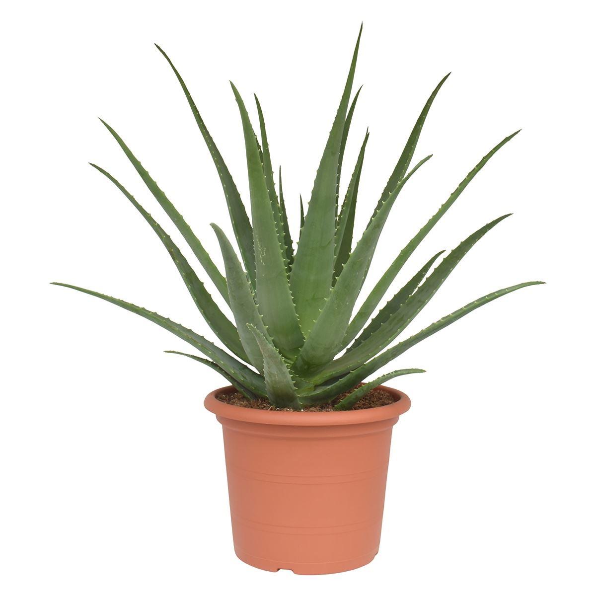 Горшечные цветы и растения оптом Aloe Vera от 1шт из Голландии с доставкой по России