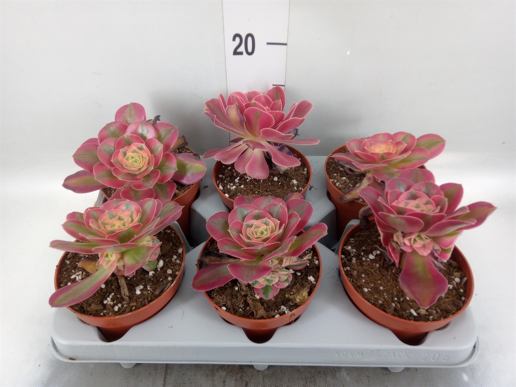 Горшечные цветы и растения оптом Aeonium   ... от 6шт из Голландии с доставкой по России