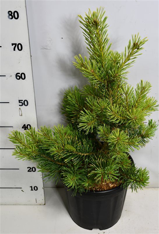 Горшечные цветы и растения оптом Pinus Sylv Aurea от 1шт из Голландии с доставкой по России