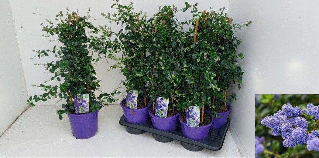 Горшечные цветы и растения оптом Cean Th Repens от 6шт из Голландии с доставкой по России