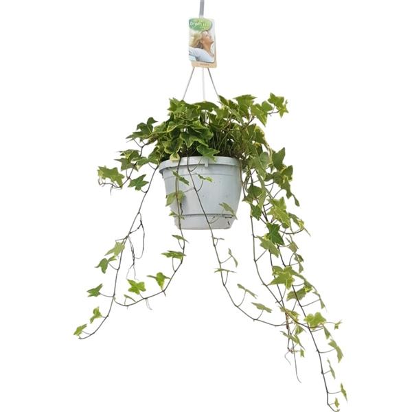 Горшечные цветы и растения оптом Hedera Helix Varigated Hangpot от 1шт из Голландии с доставкой по России