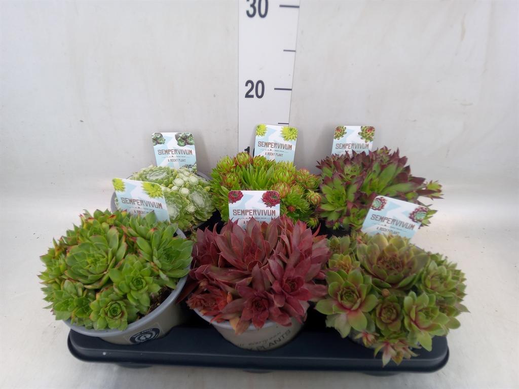 Горшечные цветы и растения оптом Sempervivum   ...mix от 6шт из Голландии с доставкой по России