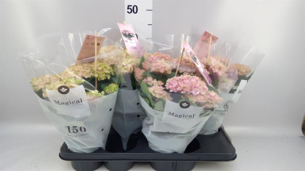 Горшечные цветы и растения оптом Hydrangea Mac. magical Revolution от 4шт из Голландии с доставкой по России