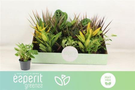 Горшечные цветы и растения оптом Plantmix Showbox от 24шт (для телеги) из Голландии с доставкой по России