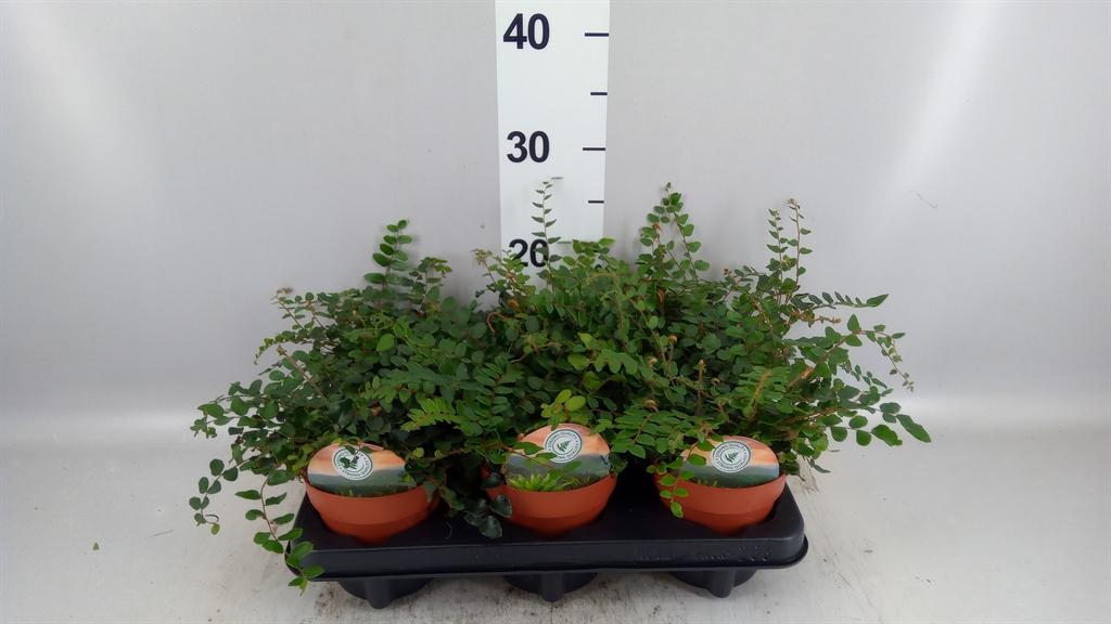 Горшечные цветы и растения оптом Pellaea Rotundifolia от 6шт из Голландии с доставкой по России