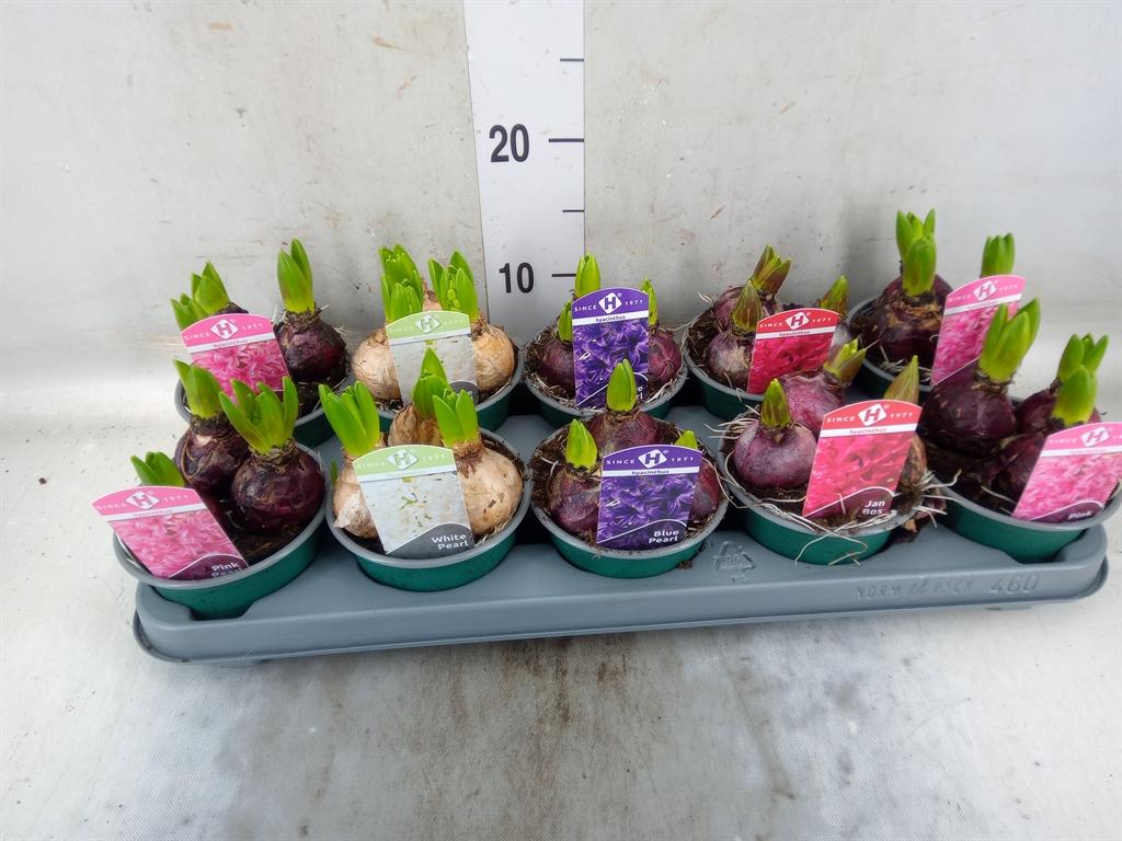 Горшечные цветы и растения оптом Hyacinthus Orie.   ...mix 5 от 10шт из Голландии с доставкой по России