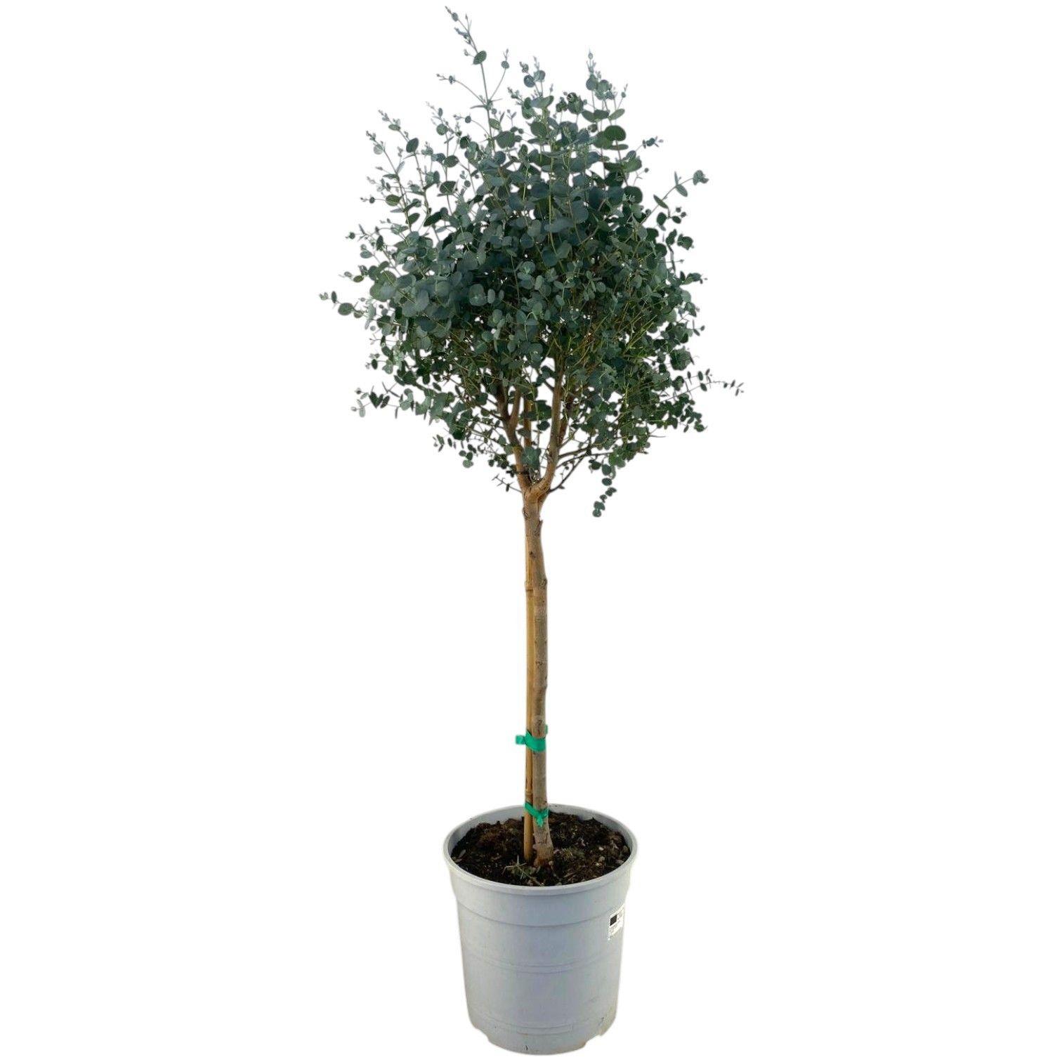 Горшечные цветы и растения оптом Eucalyptus Gunnii Op Stam от 1шт из Голландии с доставкой по России