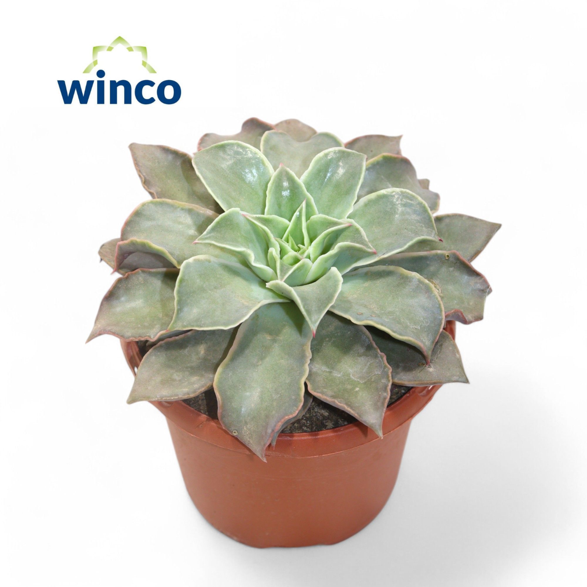 Горшечные цветы и растения оптом Echeveria Madiba от 4шт из Голландии с доставкой по России