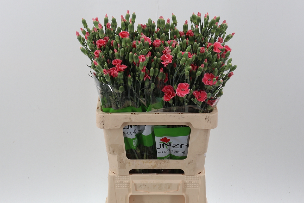 Срезанные цветы оптом Dianthus sp simply pink от 100шт из Голландии с доставкой по России