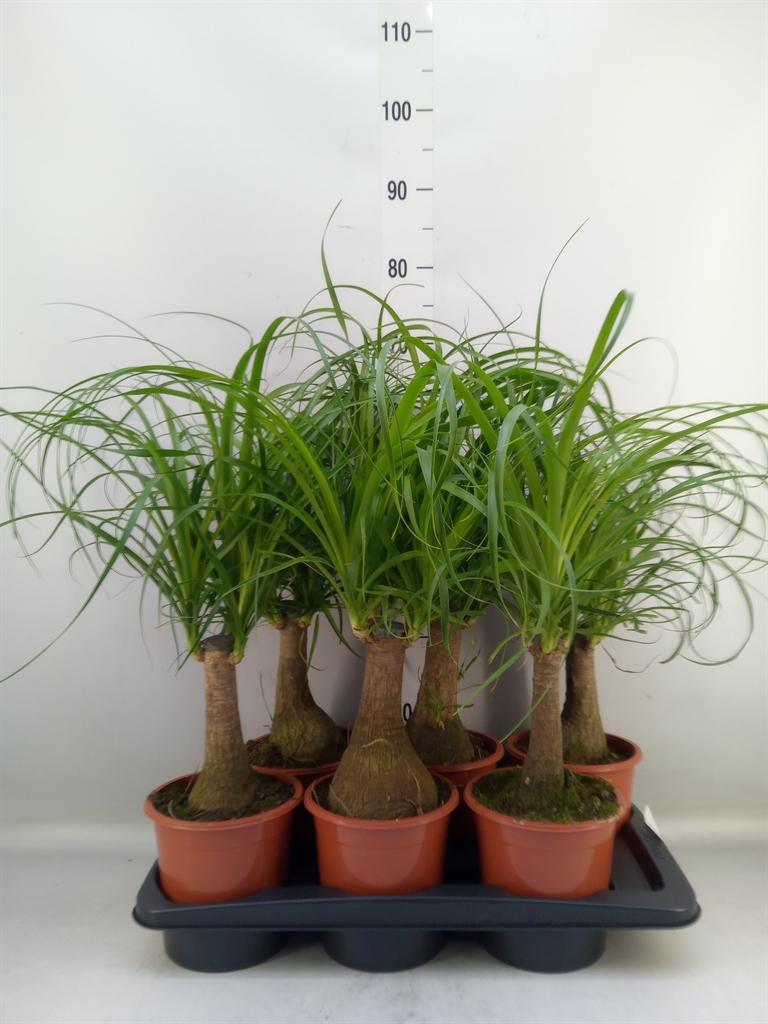 Горшечные цветы и растения оптом Beaucarnea Recurvata от 6шт' из Голландии с доставкой по России
