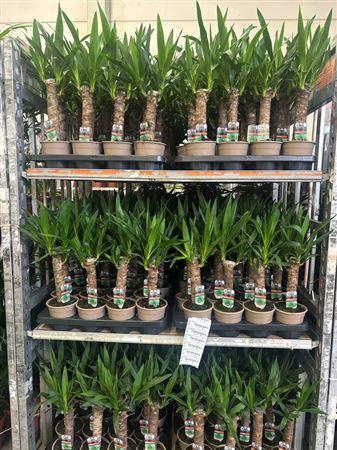 Горшечные цветы и растения оптом Yucca 30cm 2+ от 8шт из Голландии с доставкой по России